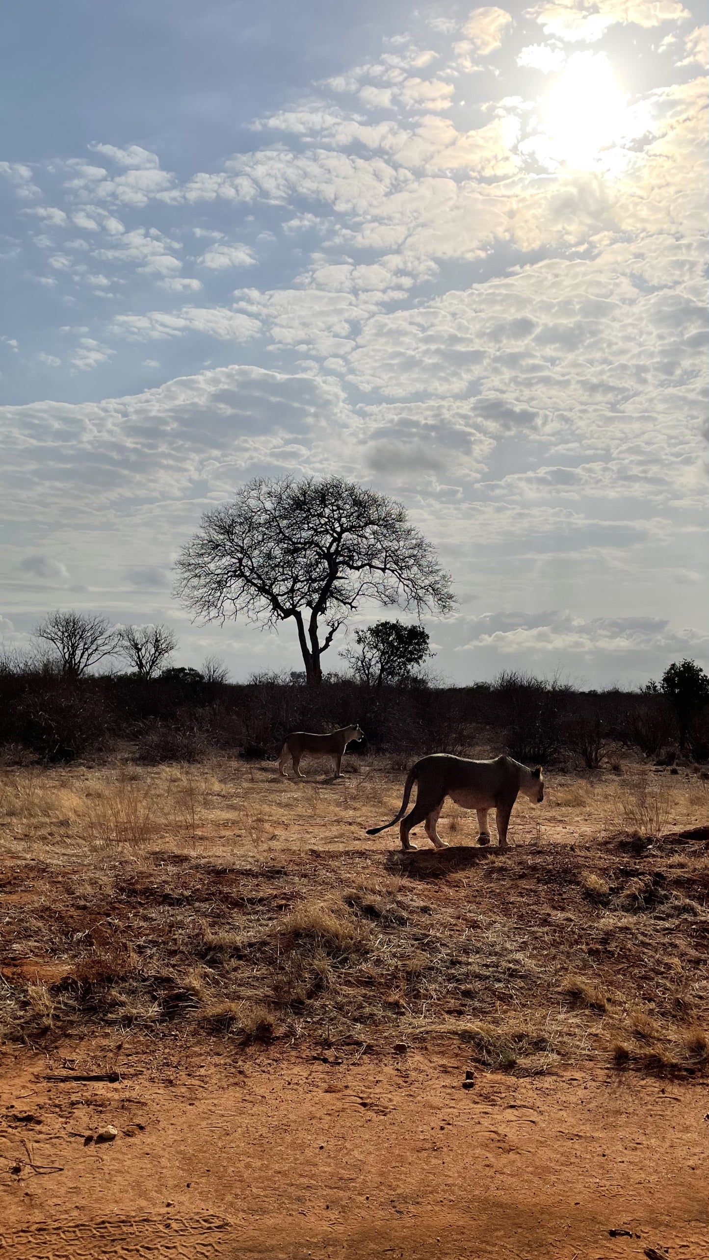 Kenia – safarireis | Big Five spotten | Parelwit strand |Digitaal stappenplan